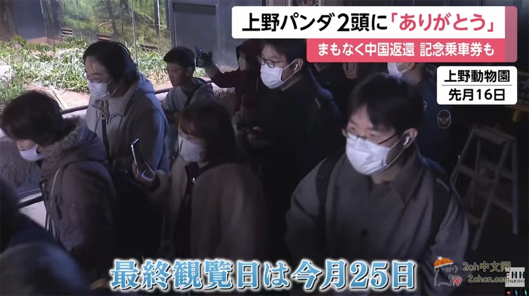 日本人：谢谢大熊猫晓晓和蕾蕾