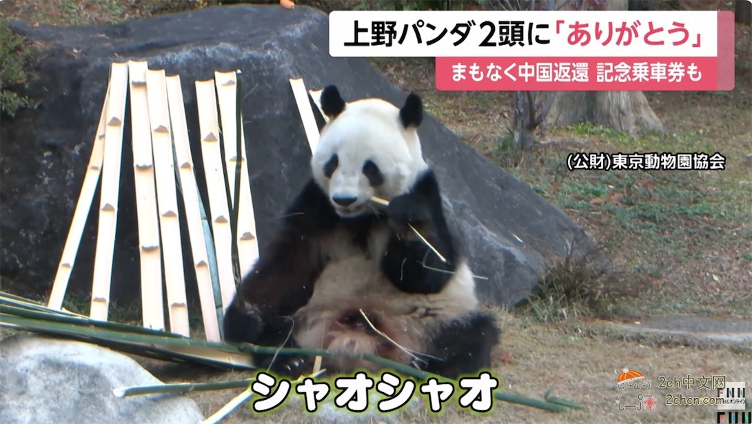日本人：谢谢大熊猫晓晓和蕾蕾