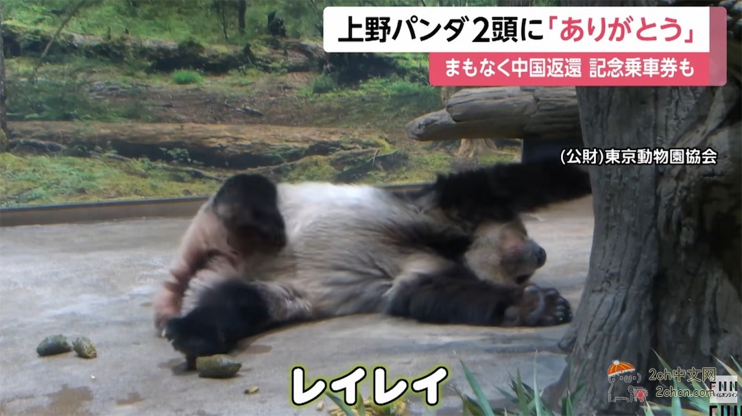 日本人：谢谢大熊猫晓晓和蕾蕾