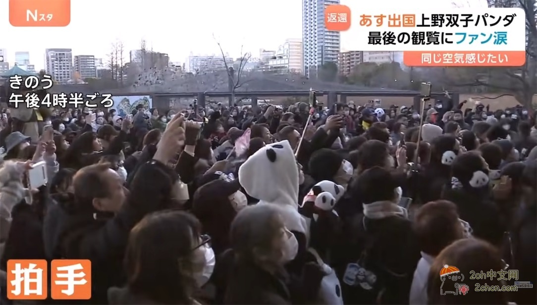 日本的大熊猫明天回中国,日本熊猫粉丝哭着告别,「想感受相同的空气」