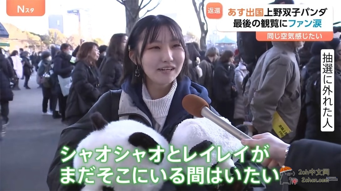 日本的大熊猫明天回中国,日本熊猫粉丝哭着告别,「想感受相同的空气」