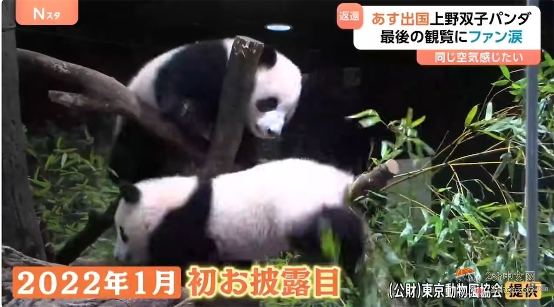 日本的大熊猫明天回中国,日本熊猫粉丝哭着告别,「想感受相同的空气」