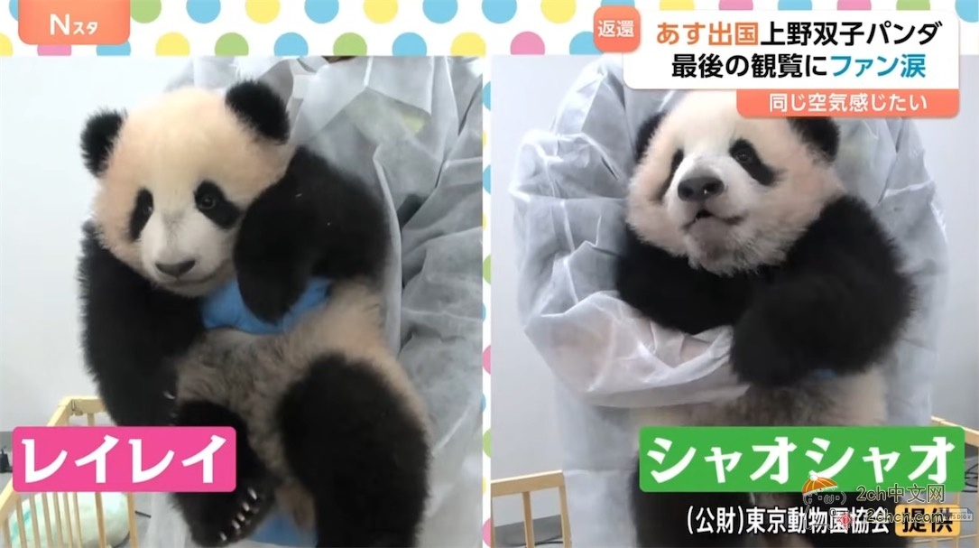 日本的大熊猫明天回中国,日本熊猫粉丝哭着告别,「想感受相同的空气」