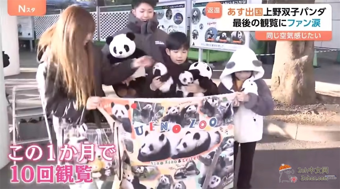日本的大熊猫明天回中国,日本熊猫粉丝哭着告别,「想感受相同的空气」