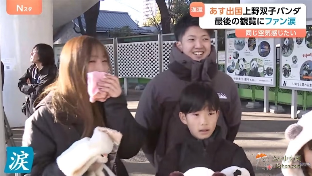 日本的大熊猫明天回中国,日本熊猫粉丝哭着告别,「想感受相同的空气」