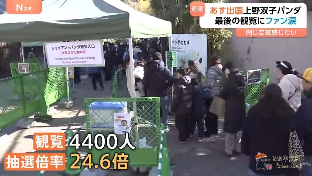 日本的大熊猫明天回中国,日本熊猫粉丝哭着告别,「想感受相同的空气」