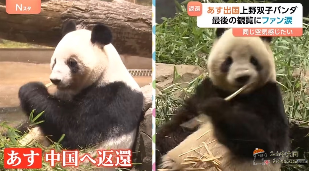 日本的大熊猫明天回中国,日本熊猫粉丝哭着告别,「想感受相同的空气」