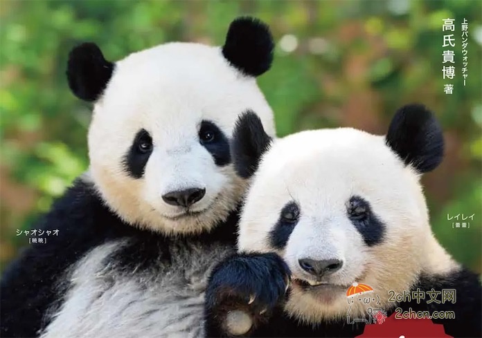 选举活动已经拉开帷幕，日本电视节目仍然在播放《熊猫启程回中国》，让日本网民不高兴了