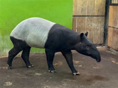 2ch：日本滨松市动物园「大熊猫？我们也有黑白动物」→道歉……