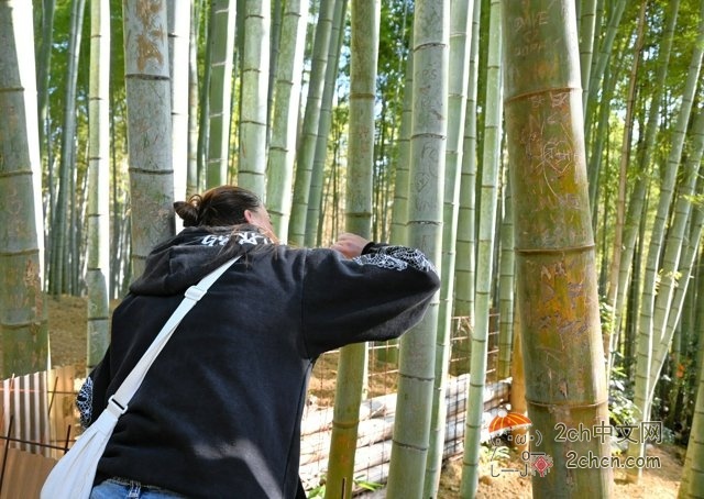 某国游客在京都竹林刻字被抓现行,她反而质问「到处都是涂鸦,为什么我不能?」