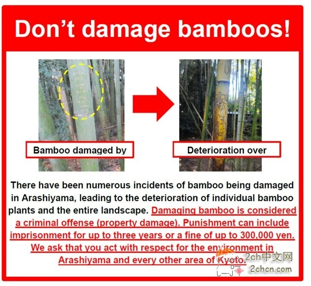 某国游客在京都竹林刻字被抓现行,她反而质问「到处都是涂鸦,为什么我不能?」