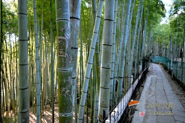 某国游客在京都竹林刻字被抓现行,她反而质问「到处都是涂鸦,为什么我不能?」
