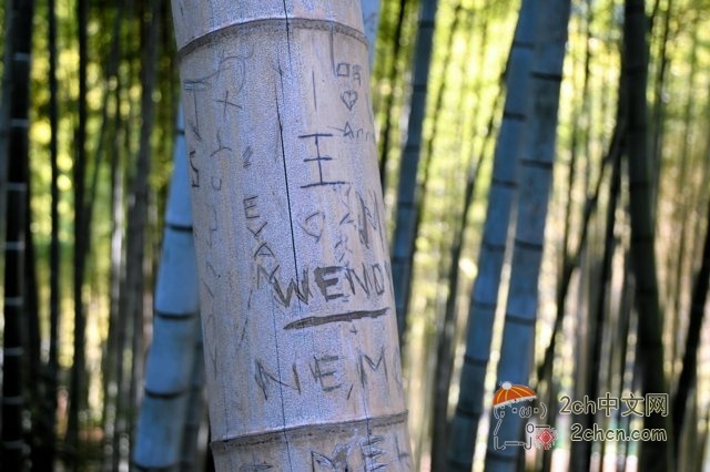 某国游客在京都竹林刻字被抓现行,她反而质问「到处都是涂鸦,为什么我不能?」
