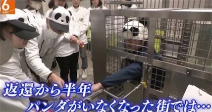 熊猫虽然没了，日本上野公园举办了没有熊猫的“熊猫春节庆典”