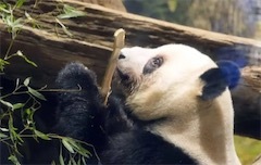 2ch：大熊猫都回中国了，日本人才发现它有多重要