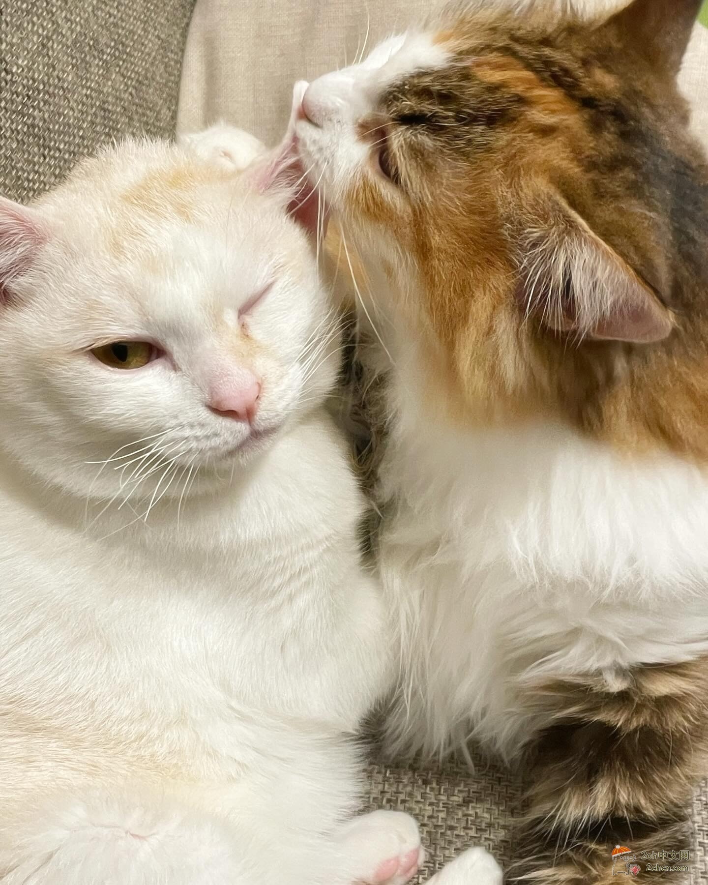 日本81岁老头跟踪并舔女初中生的耳朵被逮捕