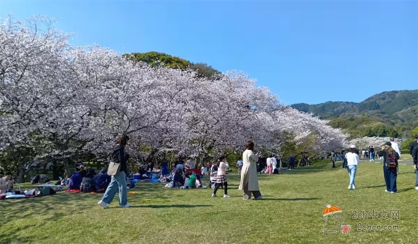 说中文的群体在日本载歌载舞赏樱惹怒日本人：“那是中国赏樱法”