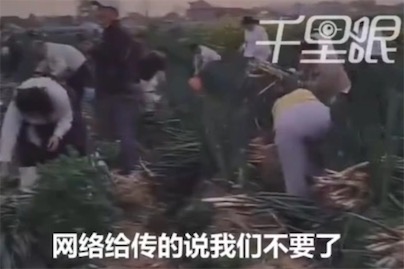 2ch：江苏南通百亩葱地被造谣“大葱免费薅”，数百人跑到田里抢大葱