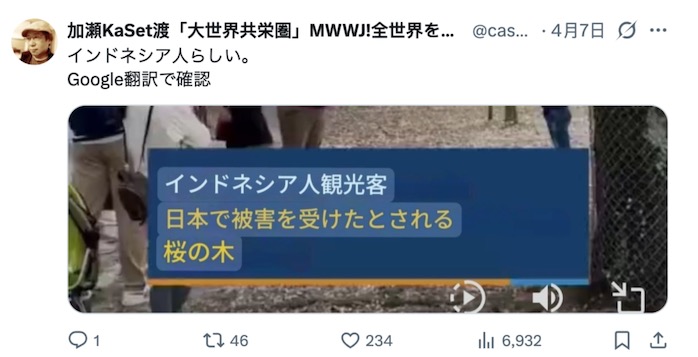 外国人在日本摇晃樱花树，中国游客躺着中枪
