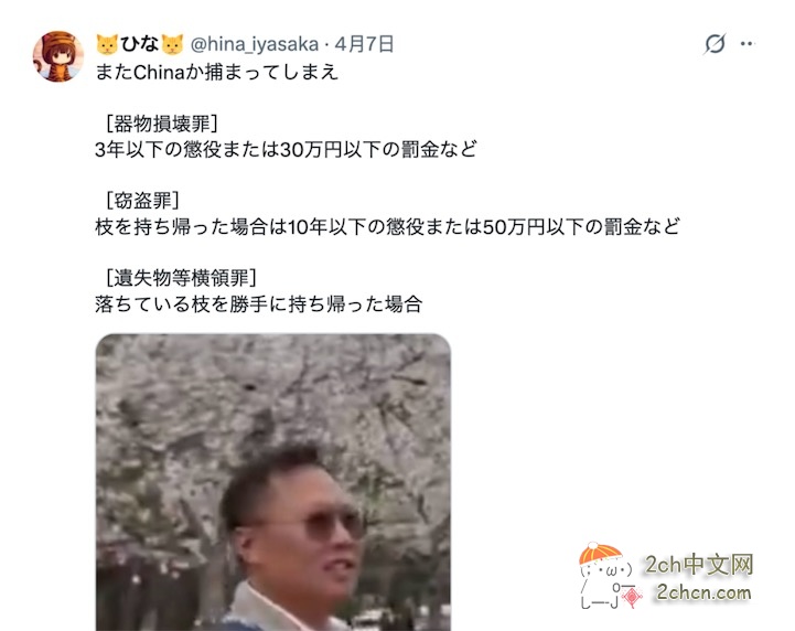 外国人在日本摇晃樱花树，中国游客躺着中枪