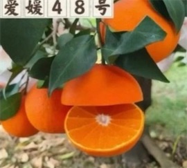 2ch：日本爱媛县的新品种高级柑橘流出到中国，被挂到淘宝销售