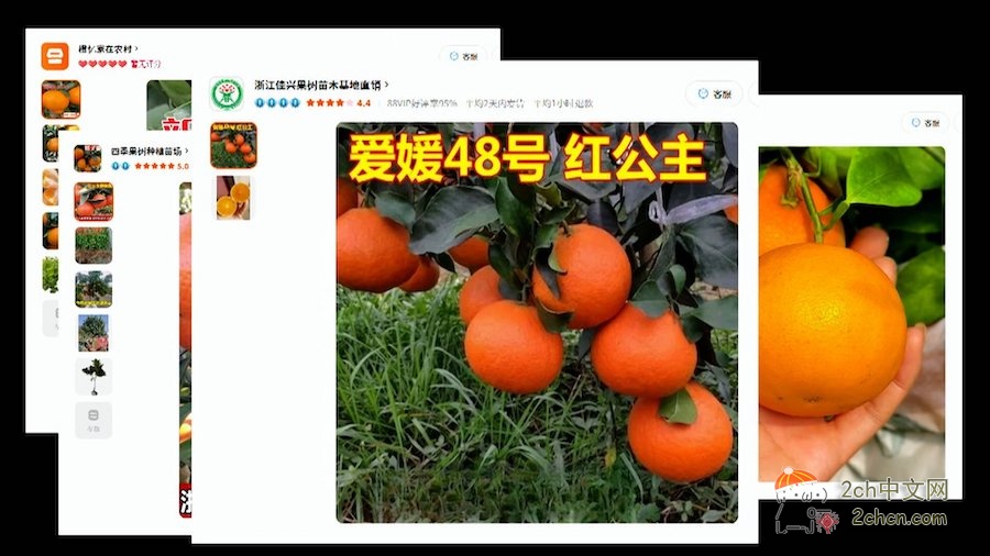 2ch：日本高级柑橘流出到淘宝 日本爱媛县知事「震惊，不甘心」